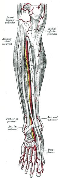 Leg Arteries Thigh Lower Leg Feet Anatomy Names