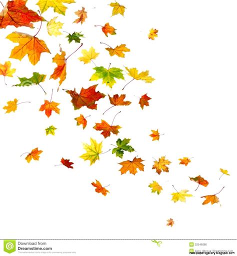 Fall Leaves Falling Autumn Leaf Colors Red Orange Green Yellow