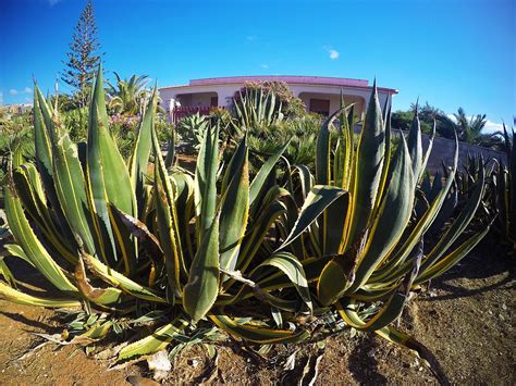 Nearly natural agave with black planter artificial plant, 17 in. Agave, la pianta simbolo della Sicilia che tiene lontana ...
