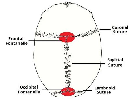 Sagittal Suture