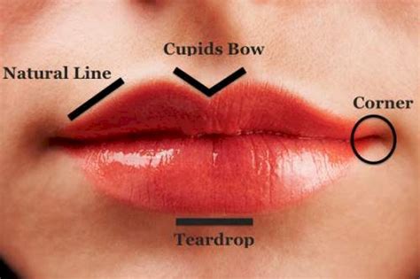 Cupid's bow adjective a descriptive term referring to a morphology with 2 convex curves joined at the midpoint, fancifully likened to the mythical cupid's bow. What Do Your Lips Say About Your Personality? The Results ...