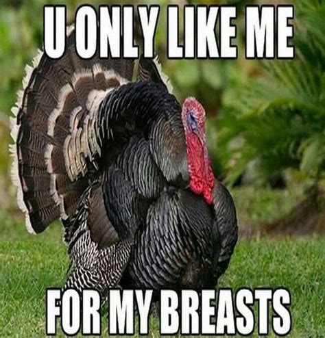 pin by debbie price on thanksgiving funny turkey pictures funny thanksgiving memes happy