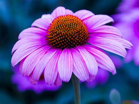 Echinacea Flower Purple Color Wallpaper For Desktop Backgrounds 4k Ultra Hd 1610 3840x2160