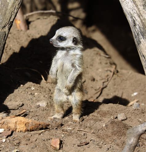 The Secrets Of The Meerkat Social Structure And Survival Strategies