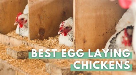 10 Best Egg Laying Chickens Up To 300 Eggs Yearly