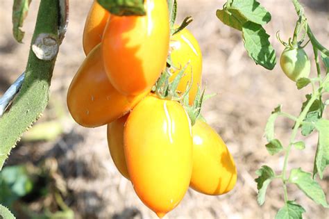 Tomate Cerise Jaune Banane Bio Semences Atelier Des Bons Plants