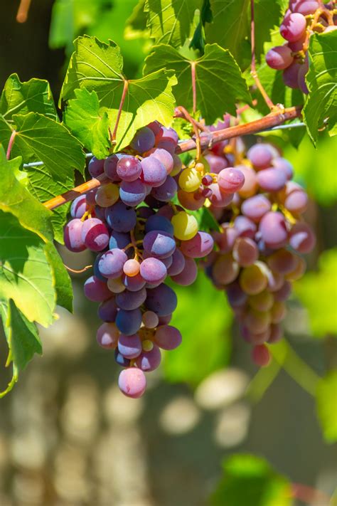 Ripening Grapes Free Stock Photo Public Domain Pictures