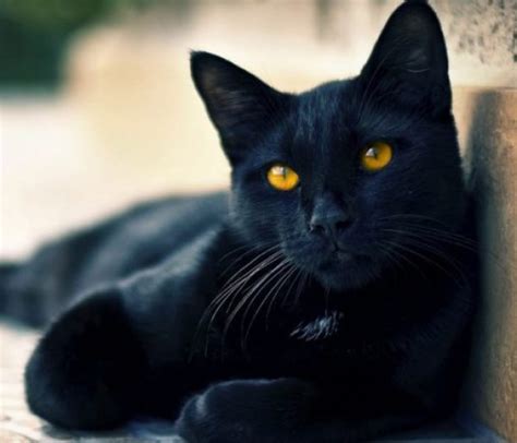 Top 10 Picture Purrfect And Totally Photogenic Beautiful Cats