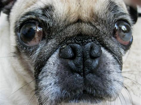 Pug Reviews Snout Soother This Pug Life