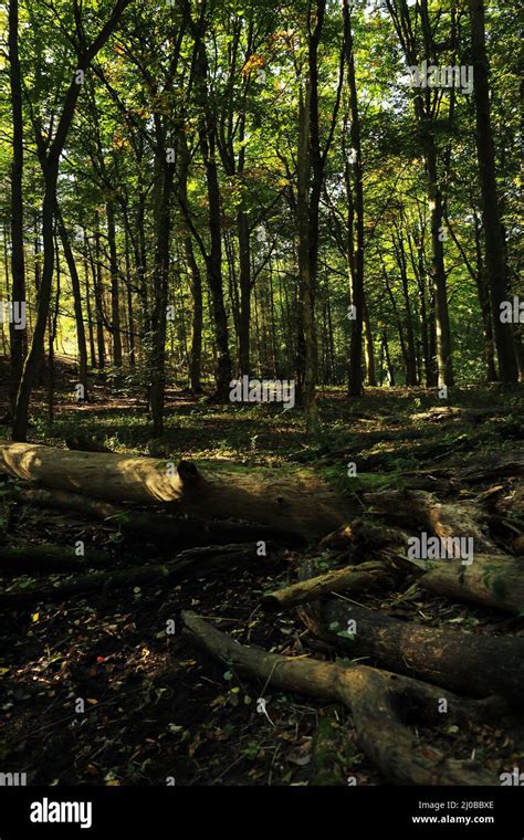 Common Beech Forest Hi Res Stock Photography And Images Alamy