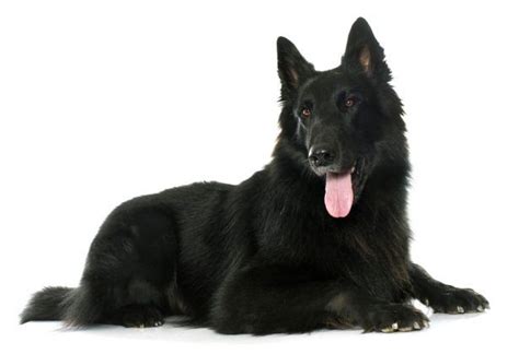 Belgian Shepherd Everything You Need To Know About This Dog Breed
