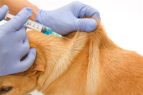 Closeup Vet Giving Injection The Dog Stock Image Image Of Healthcare