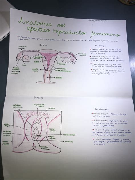 Aparato Reproductor Femenino Esquema Anatomía Del Aparato Reproductor