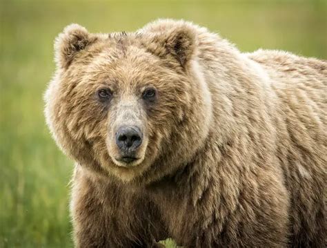 Grizzly Bear Facts For Kids All About Grizzly Bears