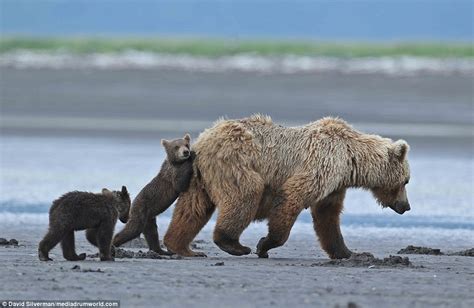 Mother Bear Gives Playful Cub A Piggyback Daily Mail Online