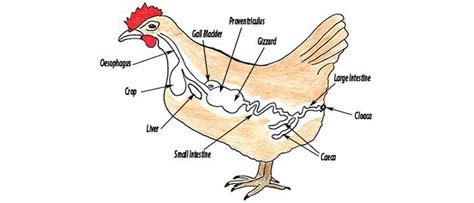 Circulatory System Of Chicken