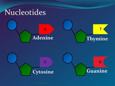 Dna Structure Presentation Genetics
