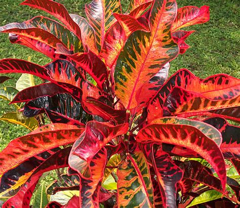 In order to accommodate the needs of their plants, hid growers have to switch between two different bulbs. Succulent & Indoor Plants: Croton - Large