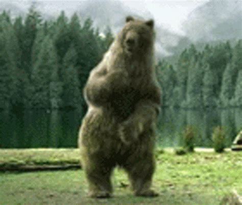 Dancing Bear  Find And Share On Giphy