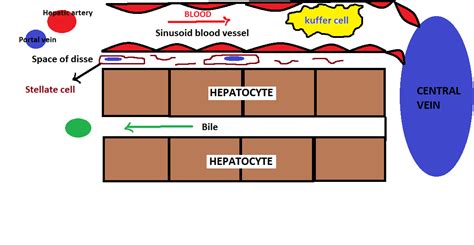 Most relevant best selling latest uploads. Website exclusive for MEDICAL student's : PATHOGENESIS OF LIVER CIRRHOSIS