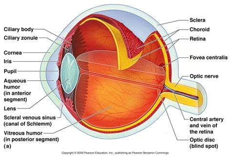 The vitreous humor is comprised of a clear substance that fills in the area between the back of the eye and the retina. Smith Lab - Investigating Vascular Eye Diseases | Boston ...