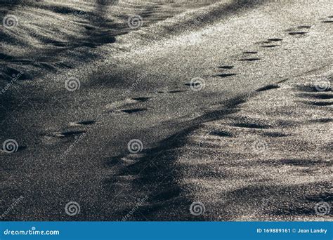 Shadows Light And Animal Tracks In A Trail Covered With Icy Snow In