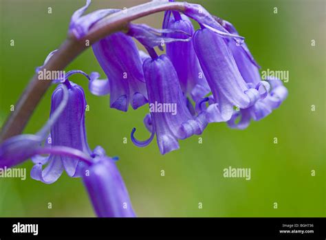 Bluebells Arrangement Hi Res Stock Photography And Images Alamy