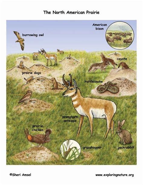 Prairie Animals Pictures With Names Debos