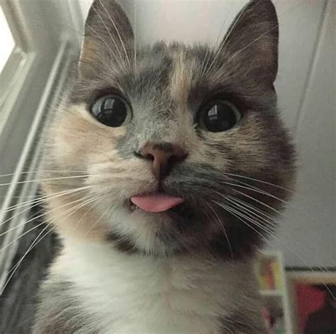 Mlem Catpictures