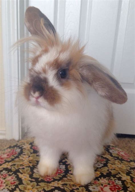 Lionhead Holland Lop Mix Mixrea