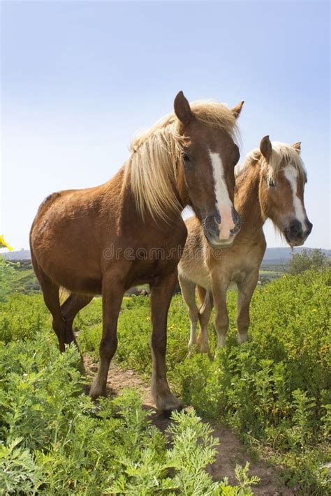 Rural Landscape With A Pair Of Horses Stock Image Image Of Domestic