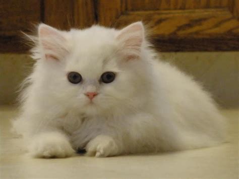 Traditional Persian Cat Black And White Pets Lovers