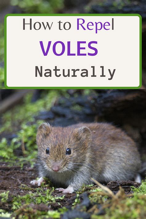 How To Repel Voles Garden Help Garden Yard Ideas Garden And Yard