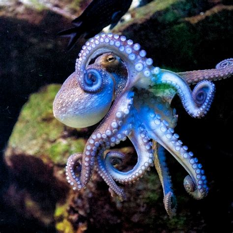 Pin By Piazza On Ocean Deep Sea Creatures Beautiful Sea Creatures