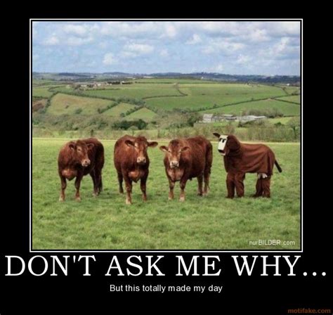 47 Very Funny Cow Meme S Pictures And Photos Picsmine