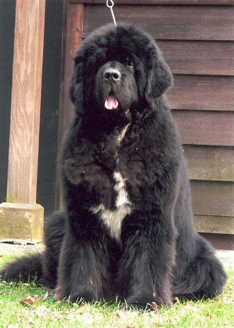 Purchase newfoundland puppies and landseer puppies for only $1250. newfoundlands | Penn-Ohio Newfoundland Club - Great Lakes ...