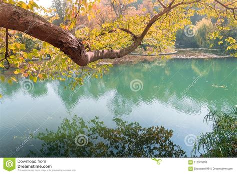 Autumn Landscape Yellow Leaves On Trees And Blue River Stock Image