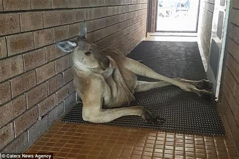 Kangaroo Outside Of Public Toilet In Seductive Pose Daily Mail Online