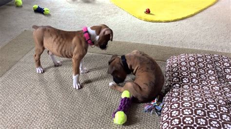 He humps everything in sight and he is so young. Boxer Puppies 8 Weeks Old - YouTube