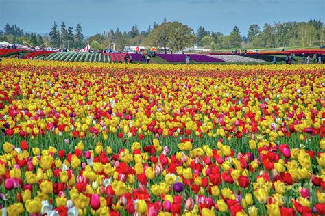 The Wooden Shoe Tulip Farm Located In Woodburn Oregon Photograph By
