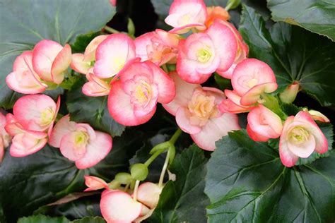 learn how to develop and look after tuberous begonias next modern home