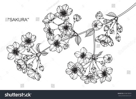 Cherry Blossom Sakura Flowers Drawing Sketch Stock Vector 659818093