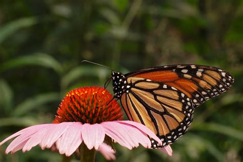 Photo Of Monarch Butterfly Danaus Plexippus Purple Coneflower 3008