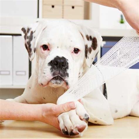 3 Common Dog Injuries And How To Help Sprains Strains And Djd Doggie