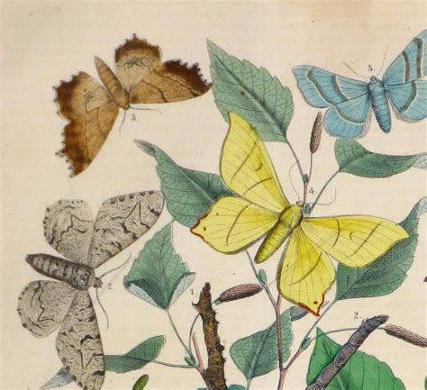 Butterflies Botanical Print 1853