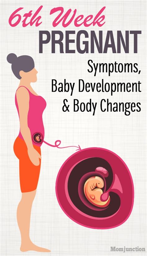 6th Week Pregnancy Baby Development Symptoms And Ultrasound