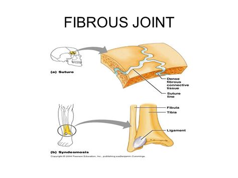 Labels can be used once more than once or not at all. Fibrous joints are connected via fibrous connective tissue ...