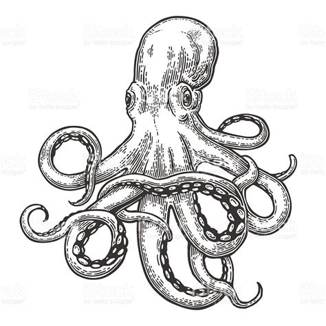 Image Result For Octopus Line Drawing Octopus Sketch Octopus Drawing