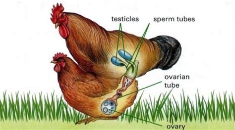 How Do Chickens Fertilize Eggs The Real Truth
