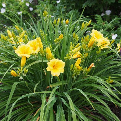 Buy Daylily Stella D Oro Online Yellow Flower Perennial Bay Gardens